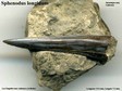 Sphenodus_longidum
